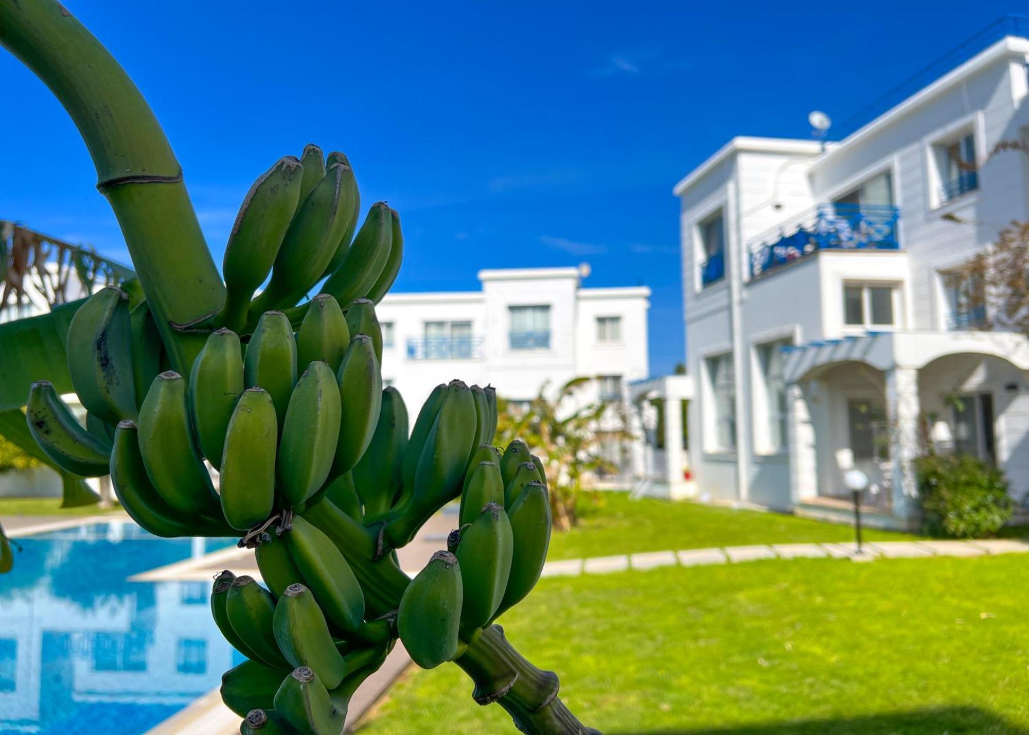 Garden Loft Apt With Pool In Alsancak Kyrenia Кирения Екстериор снимка